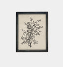 Antique Botanical Sketch Framed Print
