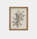 Antique Botanical Sketch Framed Print