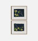 Apricot Diptych I Framed Print
