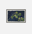 Apricot XII Framed Print