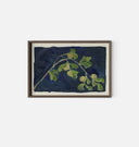 Apricot XII Framed Print