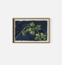Apricot XII Framed Print