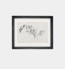 Blackberry Sketch Framed Print