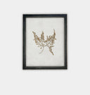 Botanical II Framed Print