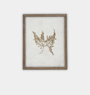 Botanical II Framed Print