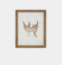 Botanical II Framed Print