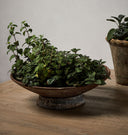 European Saucer Planter