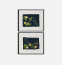 Apricot Diptych I Framed Print
