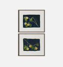Apricot Diptych I Framed Print