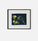Apricot X Framed Print
