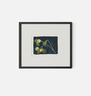 Apricot X Framed Print