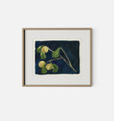 Apricot X Framed Print