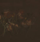 Bloom II Framed Print
