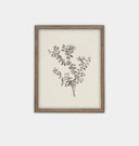 Botanical Sketch Framed Print