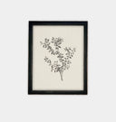 Botanical Sketch Framed Print