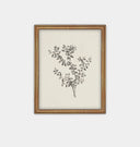Botanical Sketch Framed Print