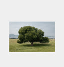 Cottonwood Tree (Summer)