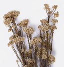 Dried Rice Flower Bunch