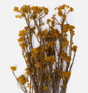 Dried Rice Flower Bunch