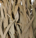 Dried Eucalyptus Bunch