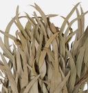Dried Eucalyptus Bunch