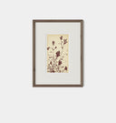 Meadow Rue No.3 Framed Print
