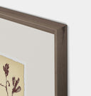 Meadow Rue No.3 Framed Print