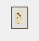 Meadow Rue No.9 Framed Print