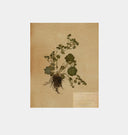 Petite Study No. I Unframed Print