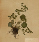 Petite Study No. I Unframed Print