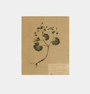 Petite Study No. II Unframed Print