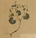 Petite Study No. II Unframed Print