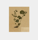 Petite Study No. III Unframed Print