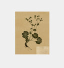 Petite Study No. IV Unframed Print