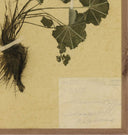 Petite Study No. VII by Hannah Winters Framed Print
