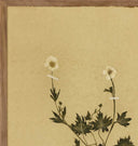 Petite Study Triptych by Hannah Winters Framed Print