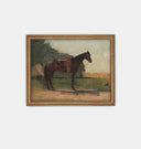 Saddle Horse in Farmyard Framed Print