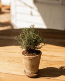 Leith Planter
