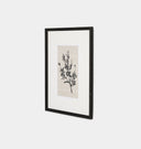 Sprig I by Coup d'Esprit Framed Print