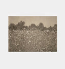 Thistle Fields
